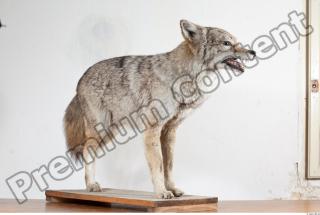 Wolf body photo reference 0003